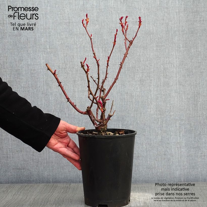 Spécimen de Rosier à grandes fleurs Prince Jardinier Pot de 4L/5L tel que livré en hiver