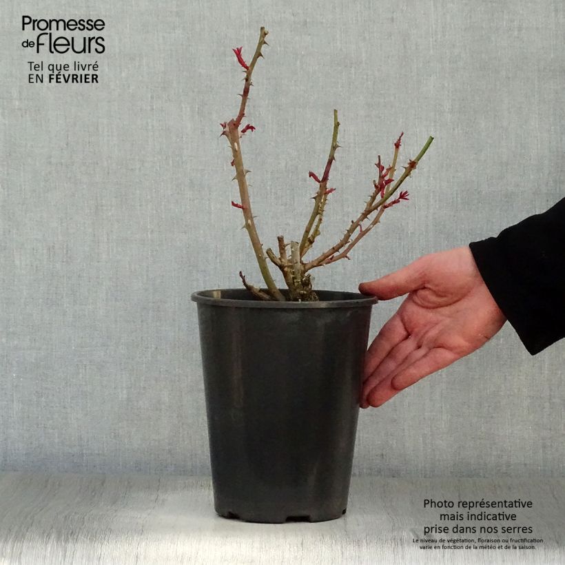 Spécimen de Rosier à grandes fleurs Princesse Alexandra Renaissance Pot de 4L/5L tel que livré en hiver