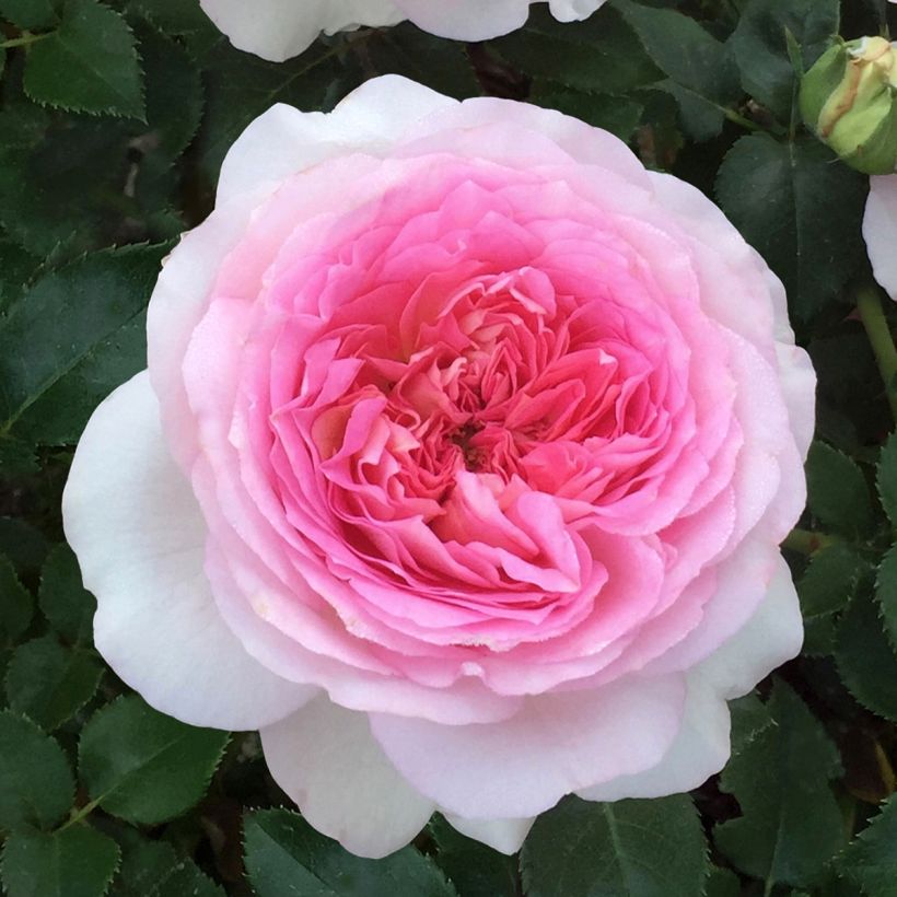 Rosier à grandes fleurs Ragazza Adalekov (Floraison)
