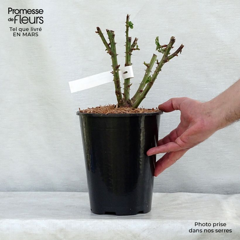 Spécimen de Rosier à grandes fleurs Remember Pot de 4L/5L tel que livré en hiver