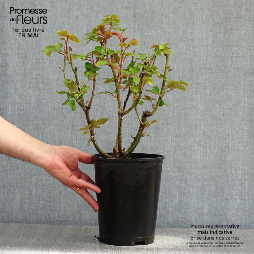 Spécimen de Rosier à grandes fleurs Remember Pot de 4L/5L tel que livré au printemps