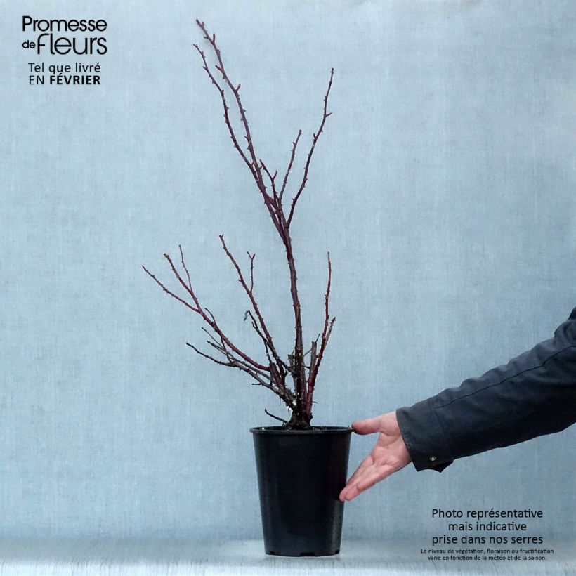 Spécimen de Rosier à grandes fleurs Rose Clos Vougeot Pot de 4L/5L tel que livré en hiver