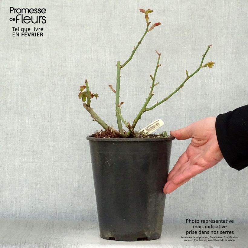Spécimen de Rosier à grandes fleurs Rose Lalande de Pomerol Pot de 3L/4L tel que livré en hiver