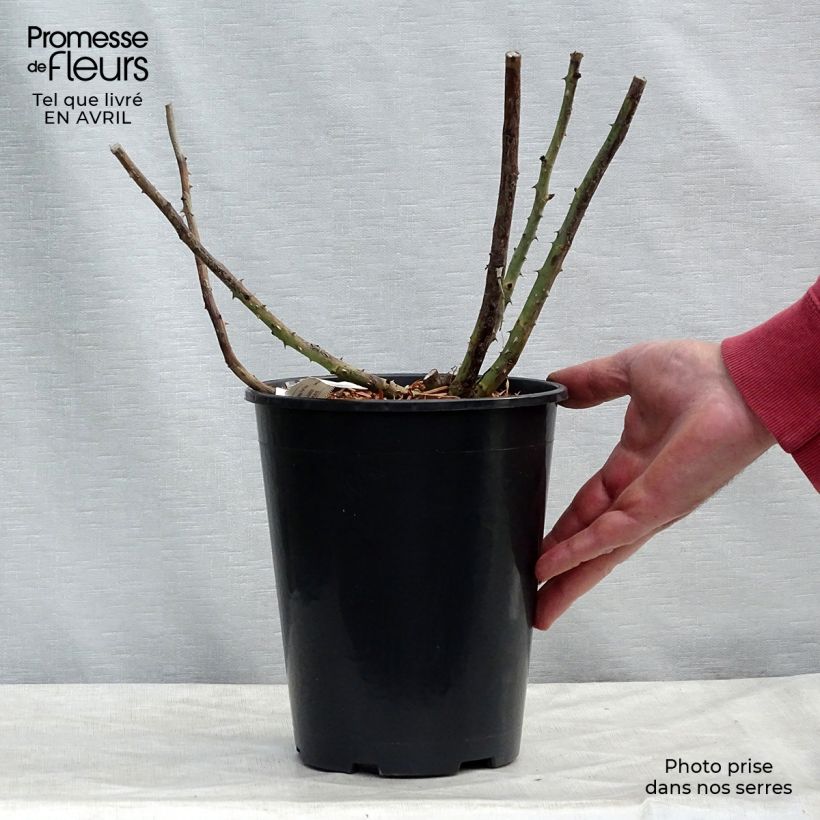 Spécimen de Rosier à grandes fleurs Rose Lalande de Pomerol Pot de 3L/4L tel que livré au printemps