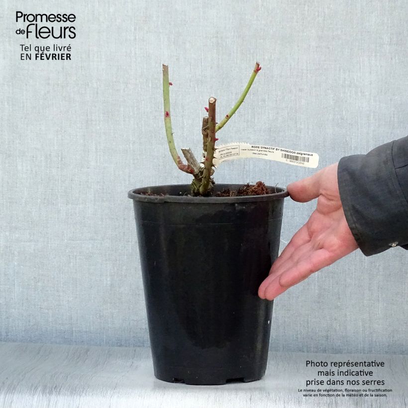 Spécimen de Rosier à grandes fleurs Rose Synactif by Shiseido Pot de 4L/5L tel que livré en hiver