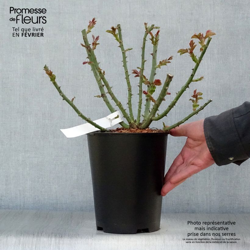 Spécimen de Rosier à grandes fleurs Sandrine Quétier Pot de 4L/5L tel que livré en hiver