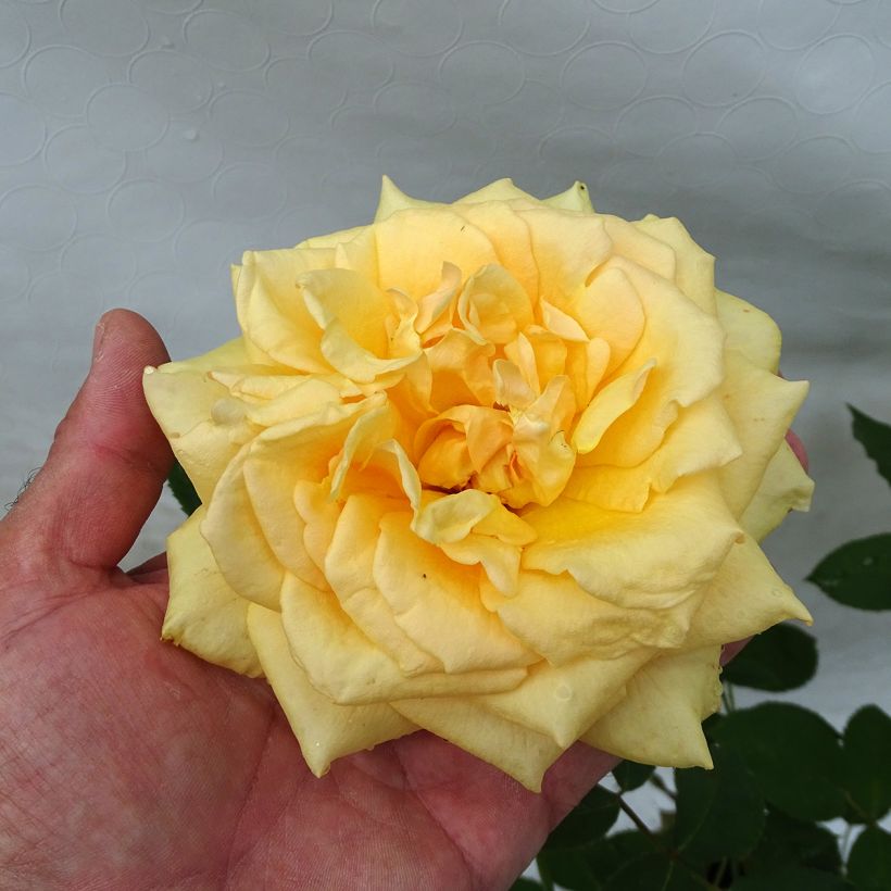 Rosier à grandes fleurs Sophia Renaissance (Floraison)