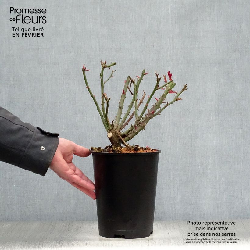 Spécimen de Rosier à grandes fleurs Special Anniversary Pot de 4L/5L tel que livré en hiver