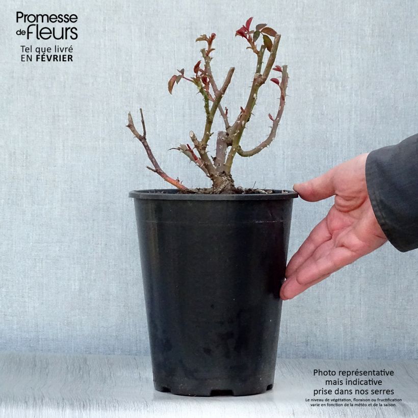 Spécimen de Rosier à grandes fleurs Sunny Sky Pot de 4L/5L tel que livré en hiver
