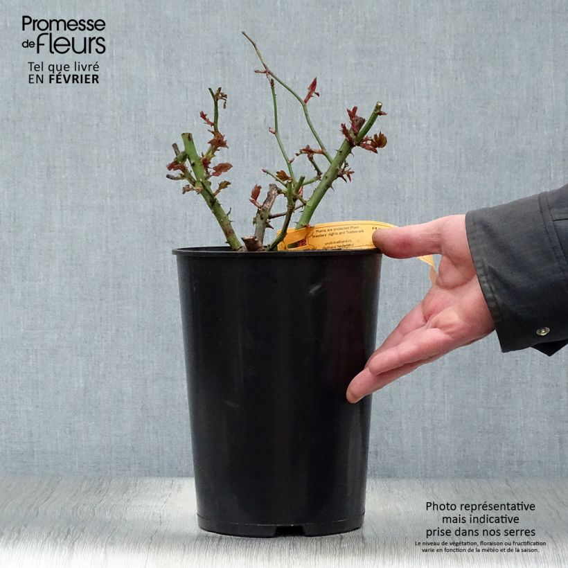 Spécimen de Rosier à grandes fleurs Terracotta Pot de 4L/5L tel que livré en hiver