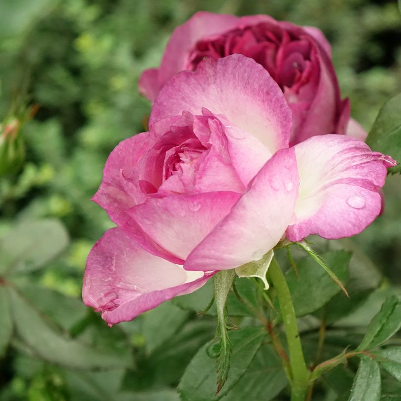 Rosier à grandes fleurs Thierry Marx  (Floraison)