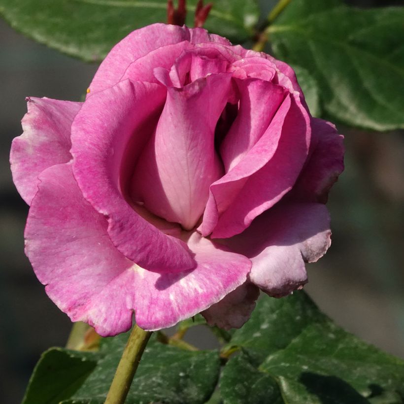 Rosier à grandes fleurs Violette Parfumée (Floraison)