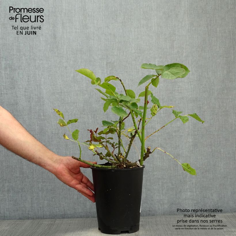 Spécimen de Rosier à grandes fleurs Violette Parfumée Pot de 4L/5L tel que livré au printemps