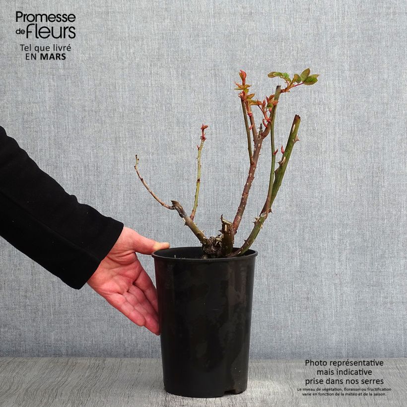 Spécimen de Rosier à massif Arthur Bell Pot de 2L/3L tel que livré en hiver