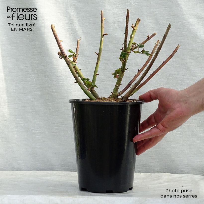 Spécimen de Rosier à massif Eveline Wild Pot de 4L/5L tel que livré en hiver