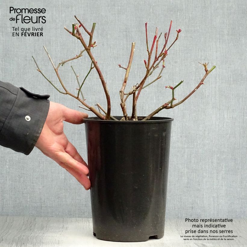 Spécimen de Rosier à massif Pear Pot de 4L/5L tel que livré en hiver