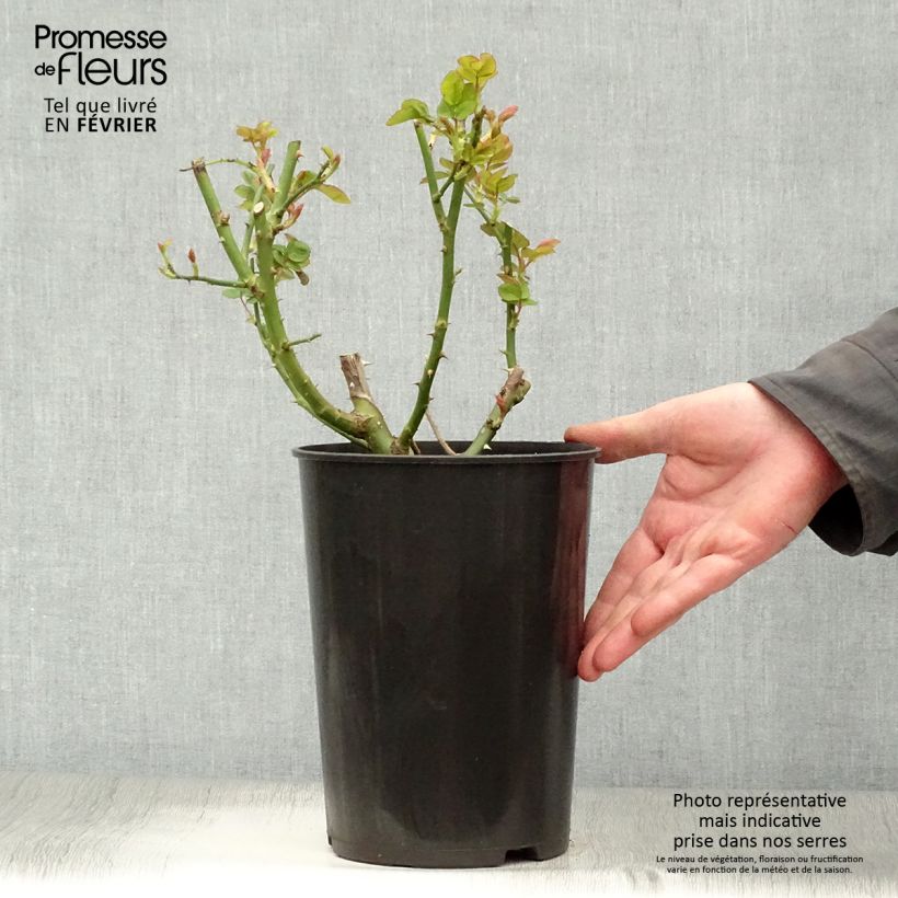 Spécimen de Rosier à massif Sophie Luise Pot de 4L/5L tel que livré en hiver