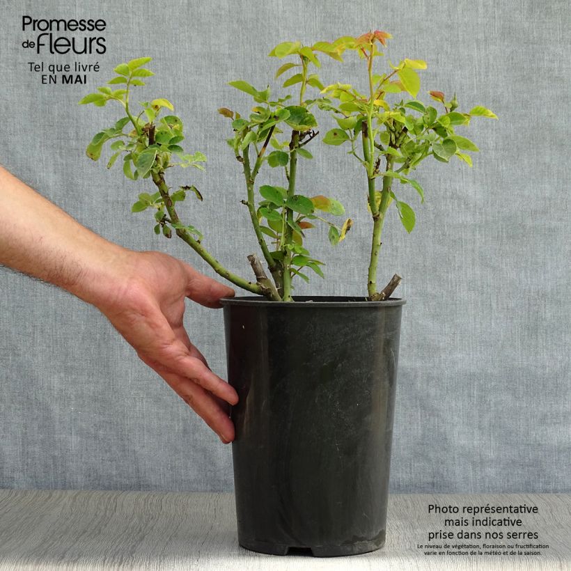 Spécimen de Rosier à massif Sophie Luise Pot de 4L/5L tel que livré au printemps