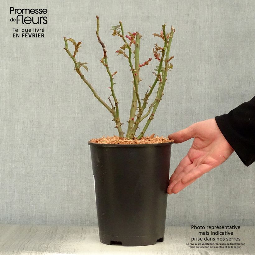 Spécimen de Rosier à massif Sweet Honey Pot de 4L/5L tel que livré en hiver