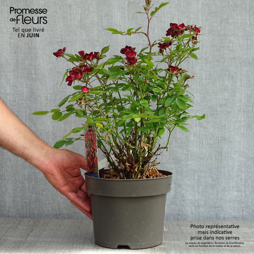 Spécimen de Rosier à patio Everglow Ruby  Pot de 4L/5L tel que livré au printemps