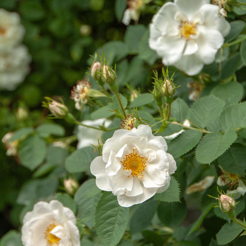 Rosier ancien Alba Suaveolens (Floraison)