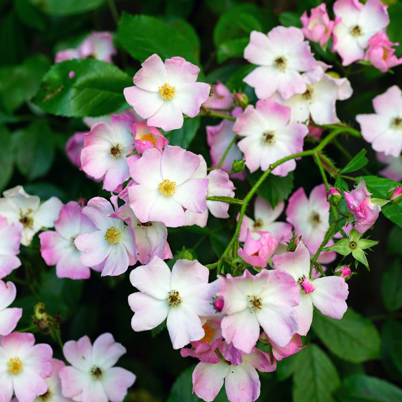 Rosier ancien Ballerina (Floraison)