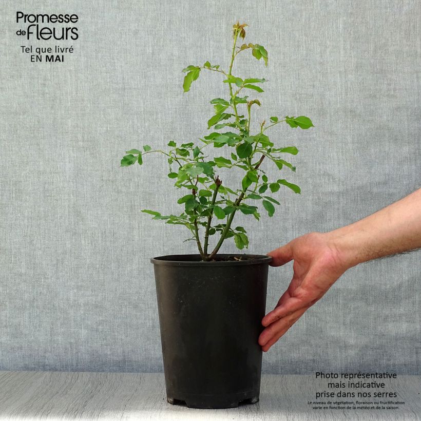 Spécimen de Rosier ancien Boule de Neige Pot de 4L/5L tel que livré au printemps