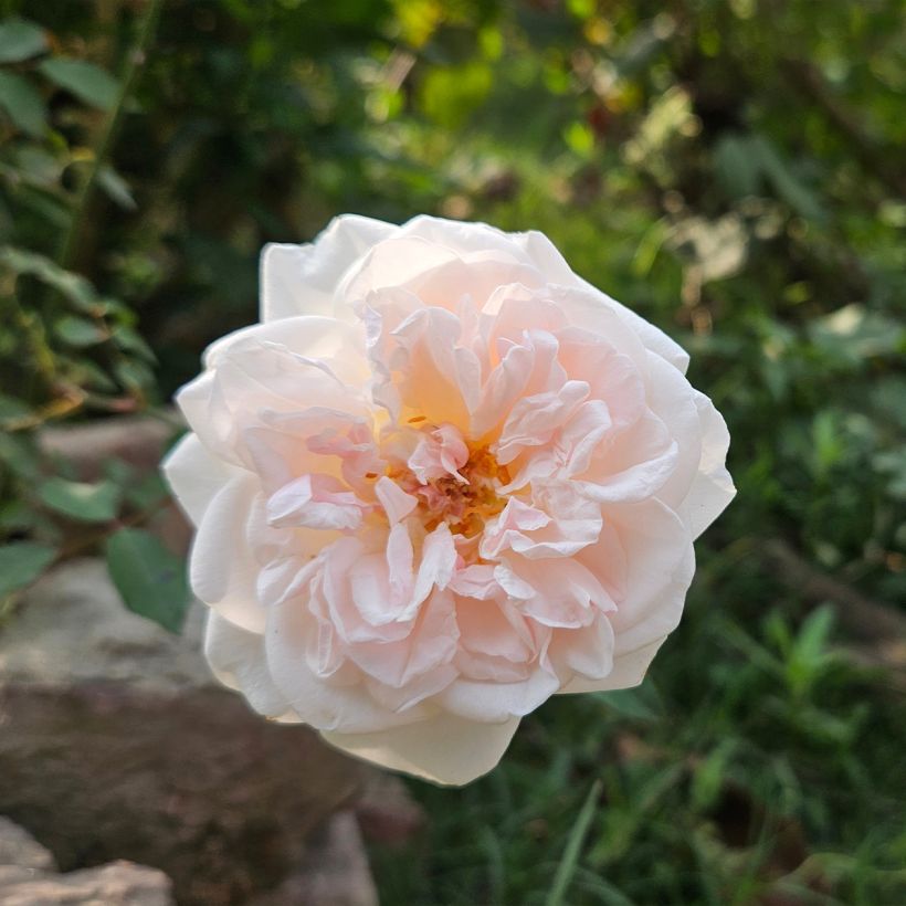 Rosier ancien Buff Beauty (Floraison)