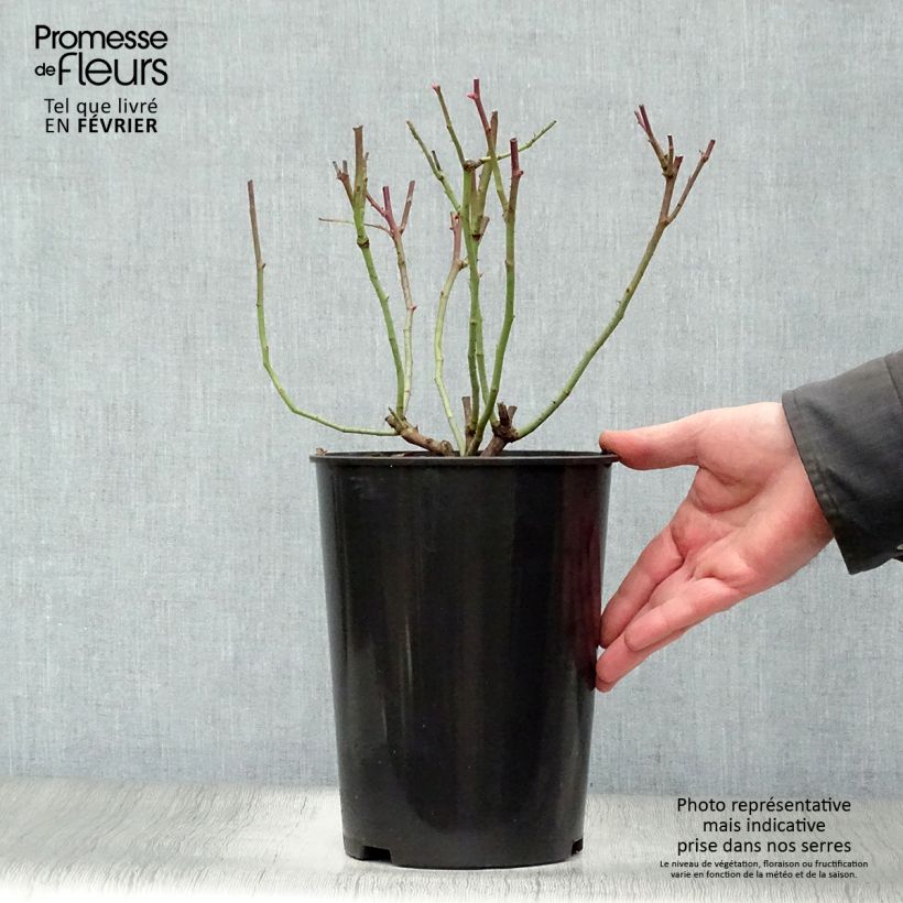 Spécimen de Rosier ancien Cardinal de Richelieu Pot de 4L/5L tel que livré en hiver