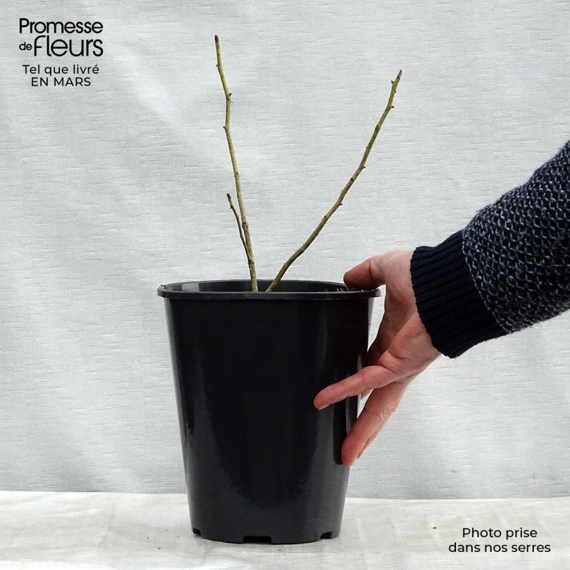 Spécimen de Rosier ancien Chapeau de Napoléon Pot de 4L/5L tel que livré en hiver