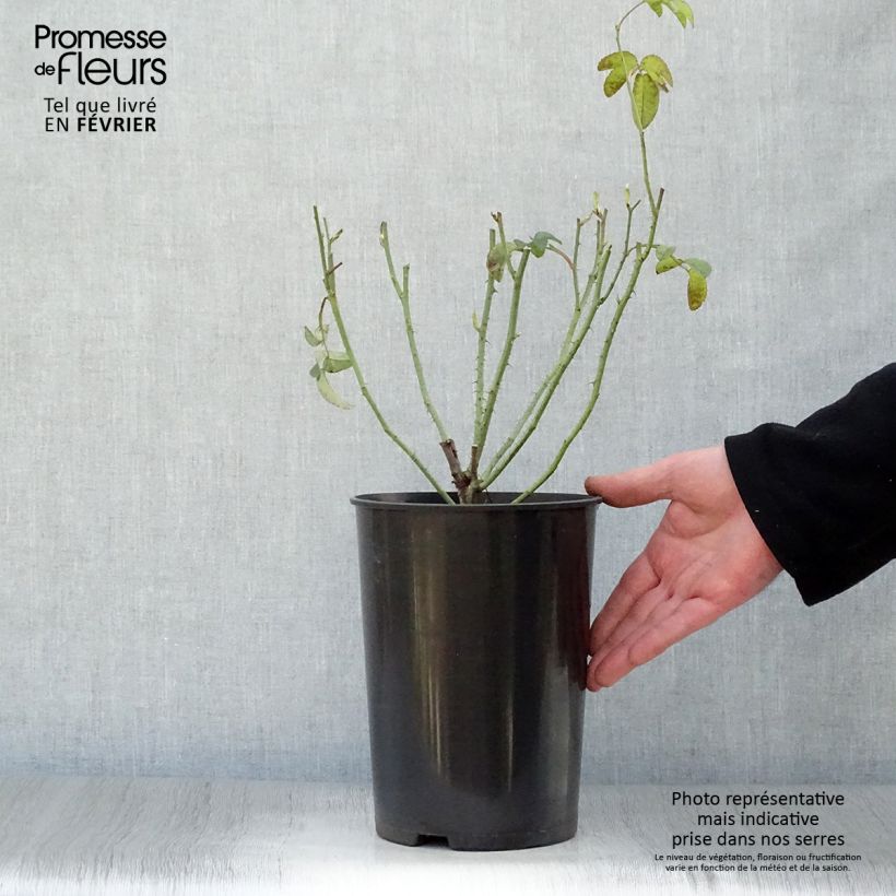 Spécimen de Rosier ancien Charles de Mills Pot de 4L/5L tel que livré en hiver