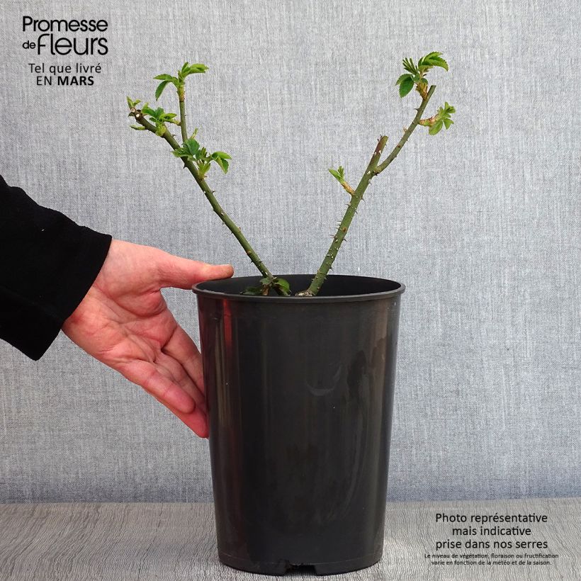 Spécimen de Rosier ancien Complicata Pot de 4L/5L tel que livré en hiver