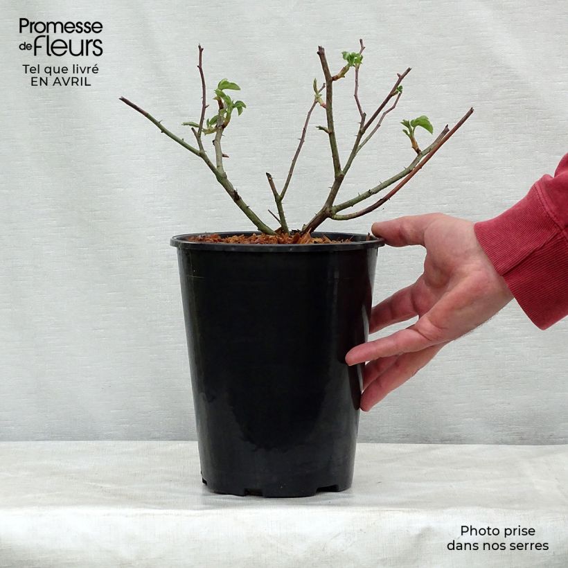Spécimen de Rosier ancien Complicata Pot de 4L/5L tel que livré au printemps