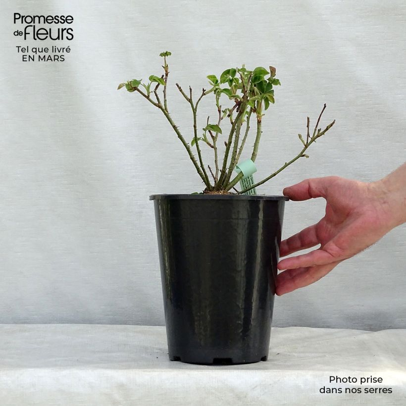 Spécimen de Rosier ancien Comte de Chambord Pot de 4L/5L tel que livré au printemps