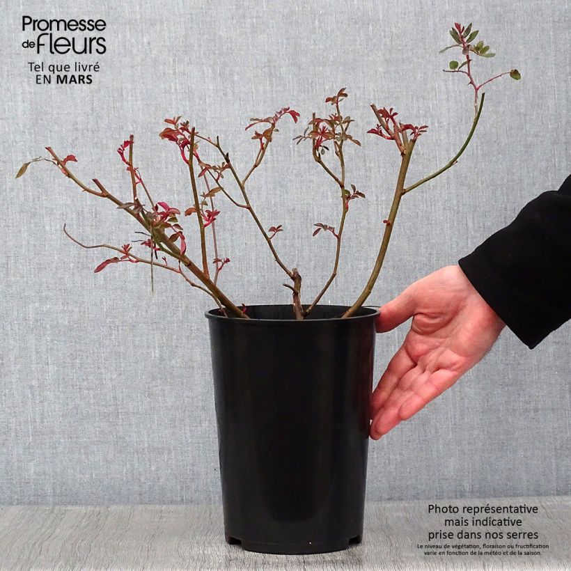 Spécimen de Rosier ancien Cornelia Pot de 4L/5L tel que livré en hiver