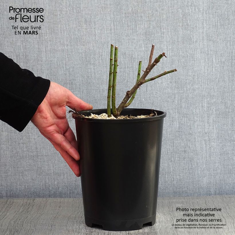 Spécimen de Rosier ancien Cuisse de Nymphe Pot de 4L/5L tel que livré en hiver