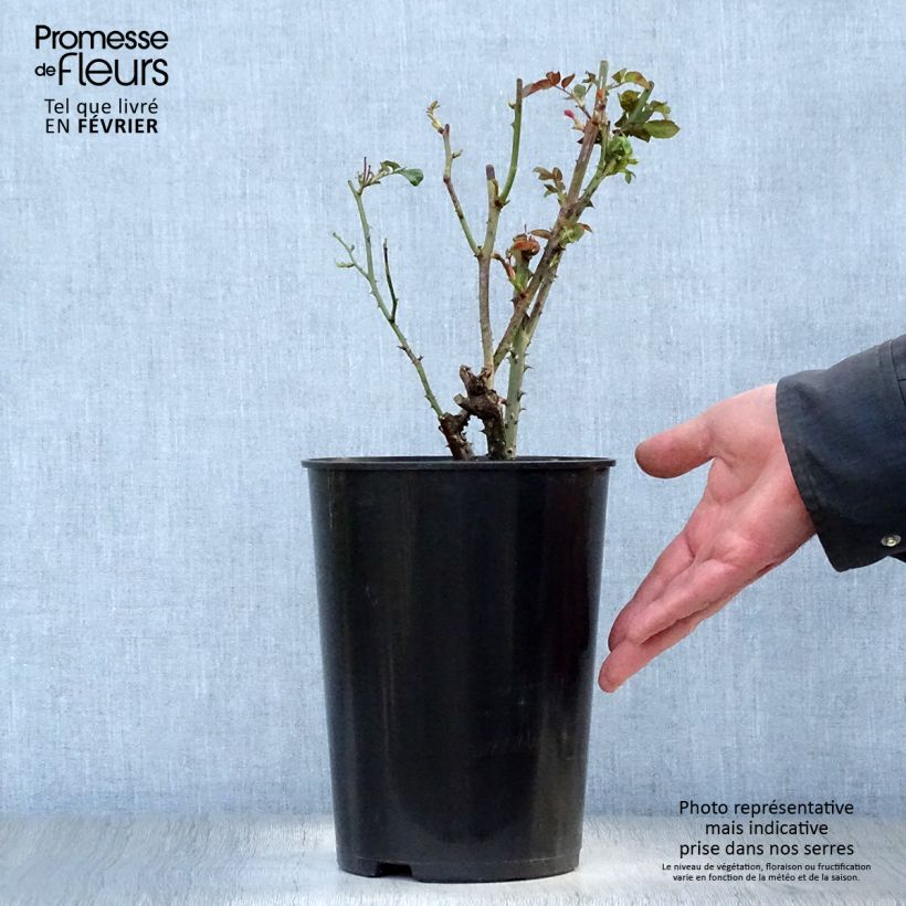 Spécimen de Rosier ancien Dainty Bess Pot de 4L/5L tel que livré en hiver