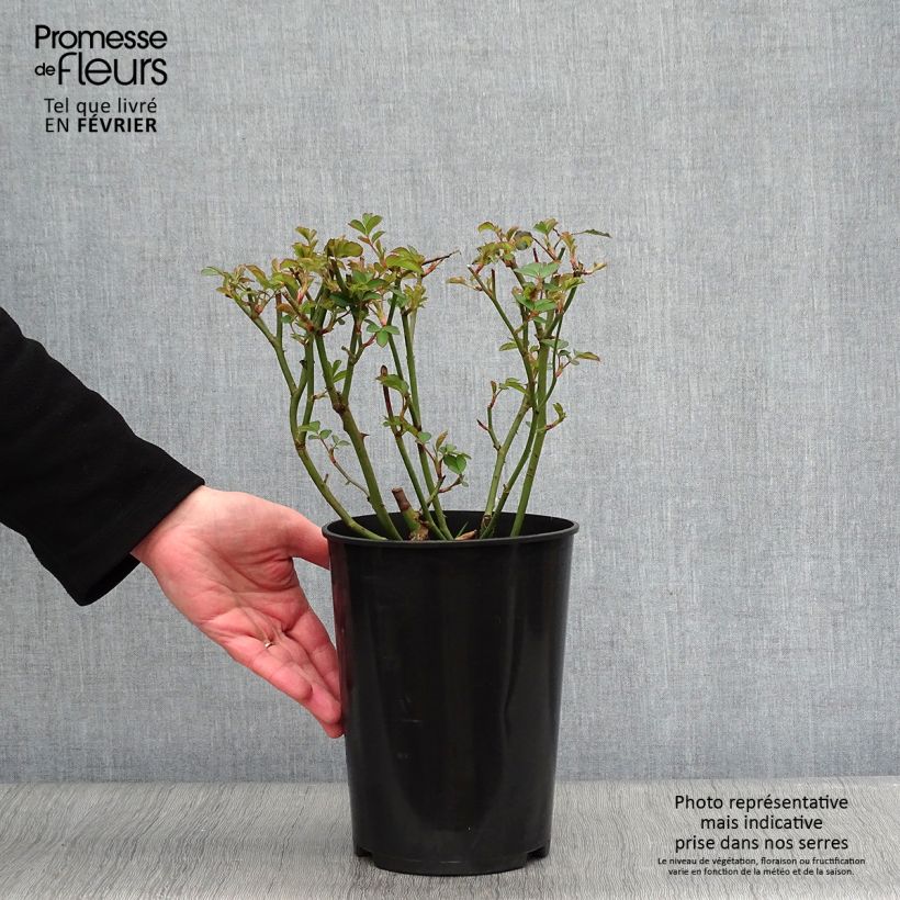 Spécimen de Rosier ancien Felicia Pot de 4L/5L tel que livré en hiver