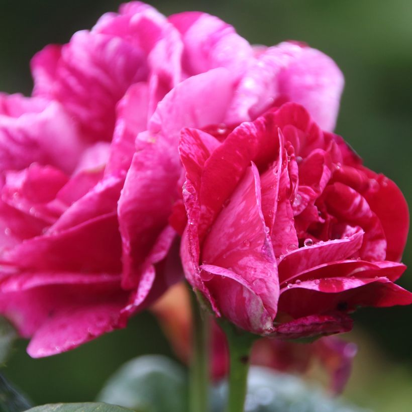 Rosier ancien Ferdinand Pichard (Floraison)