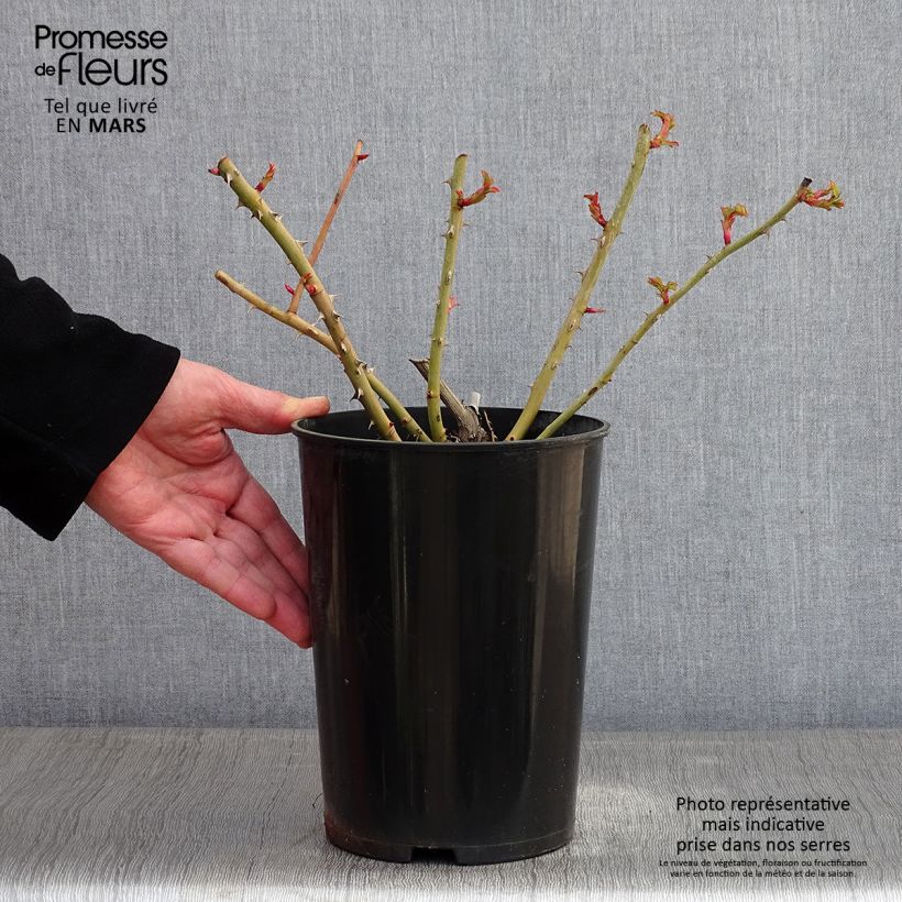 Spécimen de Rosier à grandes fleurs Fragant Old Yellow Pot de 4L/5L tel que livré en hiver
