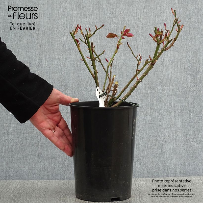 Spécimen de Rosier anglais David Austin Fragrant Old purple Pot de 4L/5L tel que livré en hiver