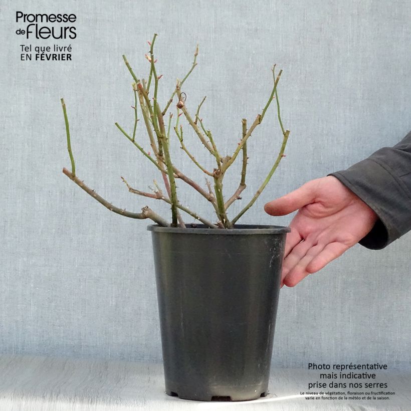 Spécimen de Rosier ancien Gros Provins Panaché  Pot de 4L/5L tel que livré en hiver