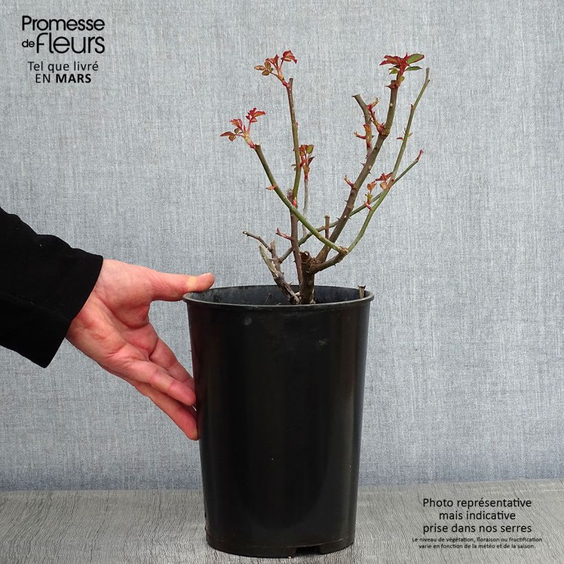 Spécimen de Rosier ancien Gruss An Aachen Pot de 4L/5L tel que livré en hiver
