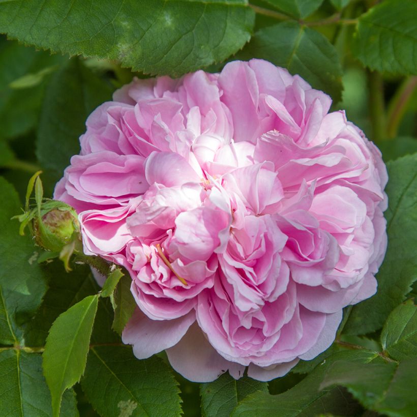 Rosier ancien Jacques Cartier  (Floraison)