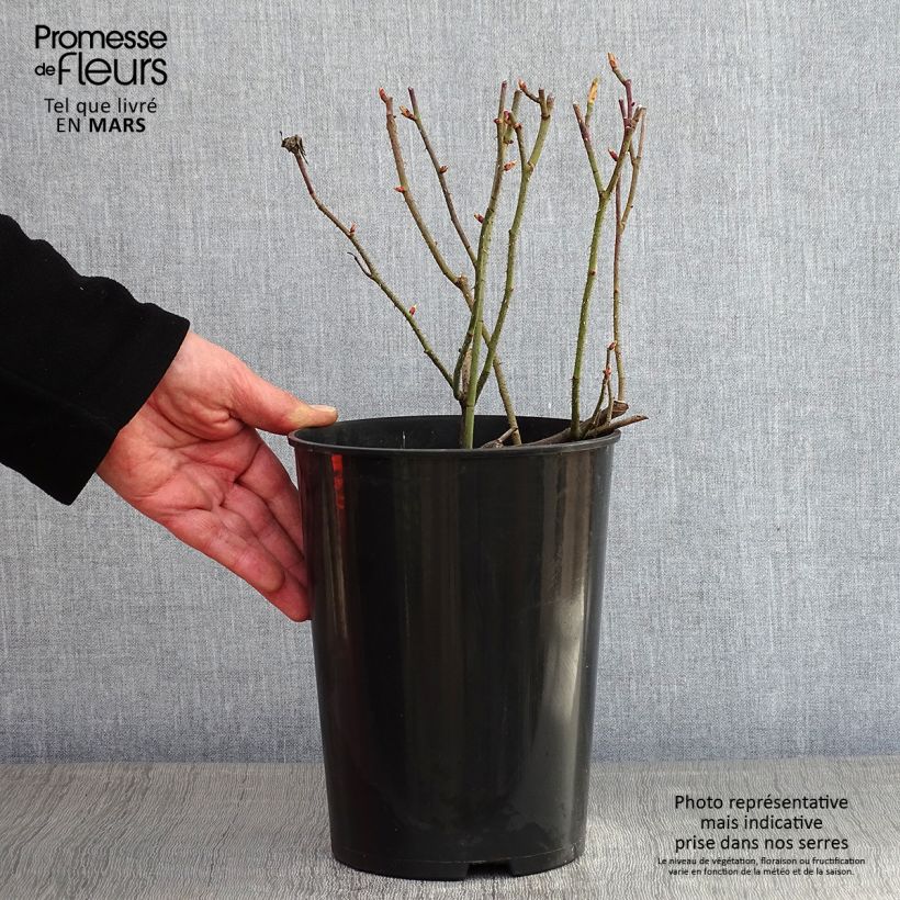 Spécimen de Rosier ancien Jenny Duval Pot de 4L/5L tel que livré en hiver