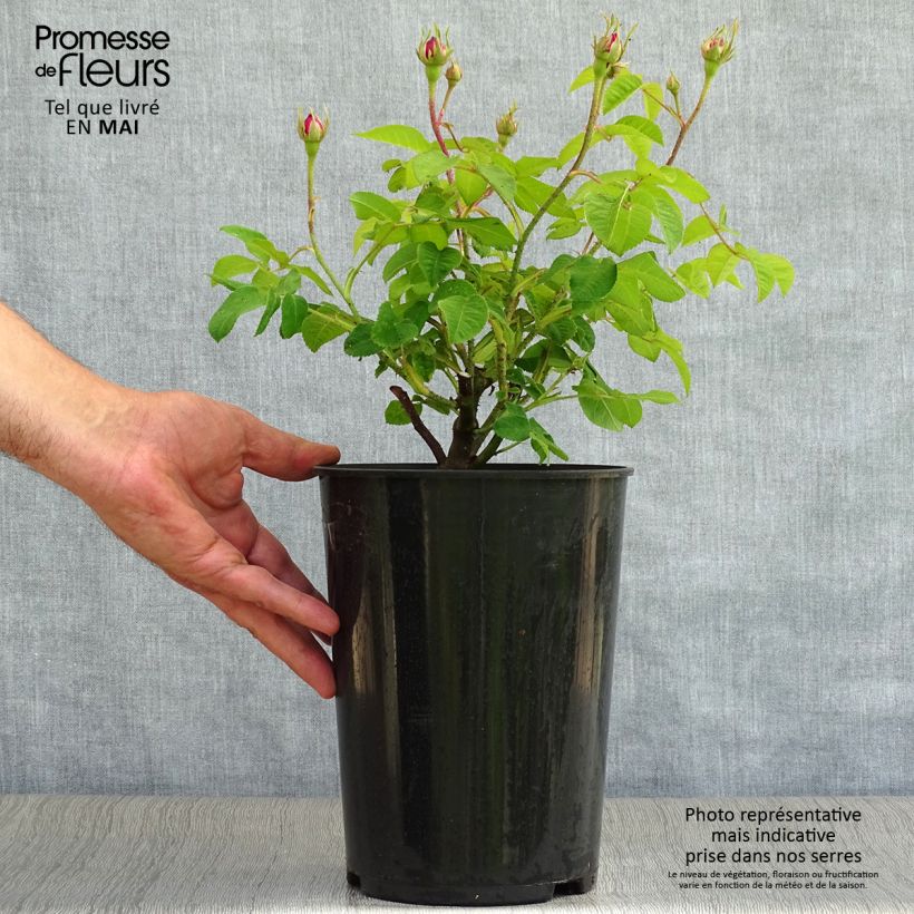 Spécimen de Rosier ancien Jenny Duval Pot de 4L/5L tel que livré au printemps