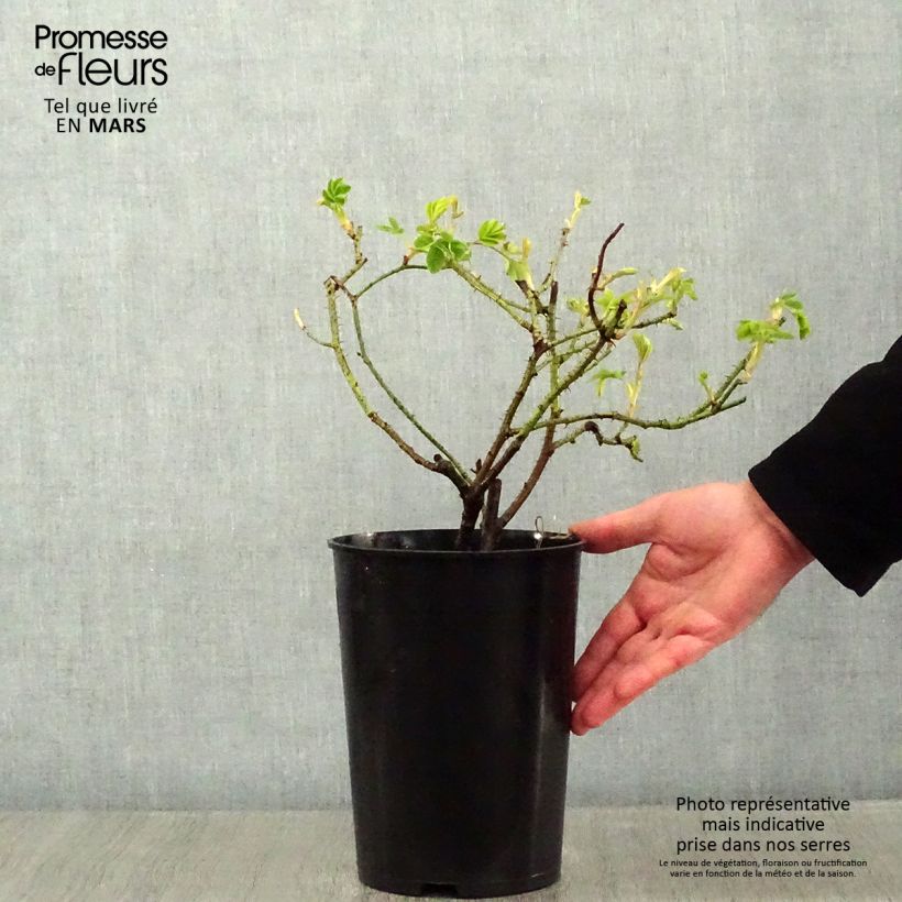 Spécimen de Rosier ancien Kazanlik (Trigintipetala) Pot de 4L/5L tel que livré en hiver