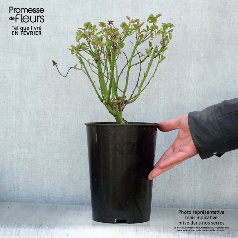 Spécimen de Rosier ancien La Reine Victoria Pot de 4L/5L tel que livré en hiver