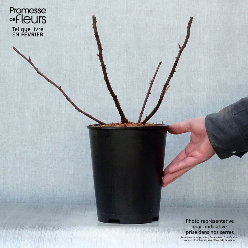 Spécimen de Rosier ancien Marguerite Hilling Pot de 4L/5L tel que livré en hiver