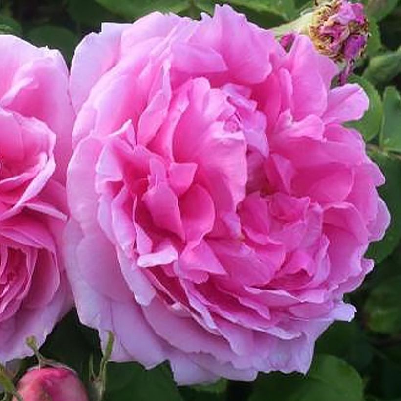 Rosier ancien Mme Boll (Floraison)